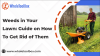 Weeds in Your Lawn: Guide on How to Get Rid of Them