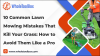 10 Common Lawn Mowing Mistakes That Kill Your Grass: How to Avoid Them Like a Pro