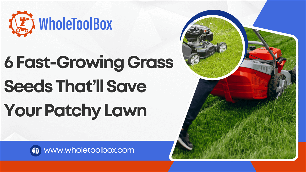 6 Fast-Growing Grass Seeds That&rsquo;ll Save Your Patchy Lawn